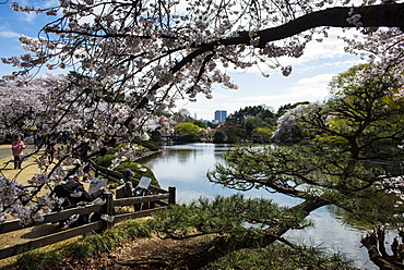 Cherry blossom in the Shinjuku-Gyoen Park, Tokyo, Japan, Asia