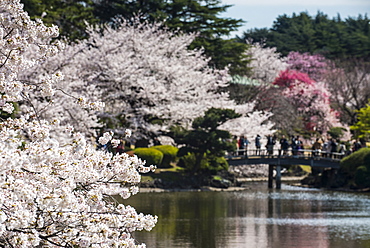 Cherry blossom in the Shinjuku-Gyoen Park, Tokyo, Japan, Asia