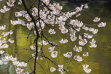 Cherry blossom in the Shinjuku-Gyoen Park, Tokyo, Japan, Asia