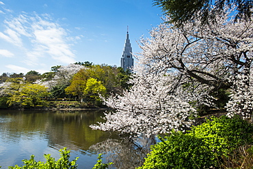 Cherry blossom in the Shinjuku-Gyoen Park, Tokyo, Japan, Asia