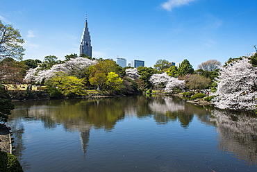 Cherry blossom in the Shinjuku-Gyoen Park, Tokyo, Japan, Asia