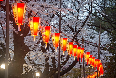 Red lanterns illuminating the cherry blossom in the Ueno Park, Tokyo, Japan, Asia