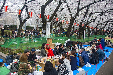 Picnic under the Cherry blossom in the Ueno Park, Tokyo, Japan, Asia