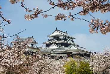 Cherry blossom in the Matsuyama Castle, Shikoku, Japan, Asia