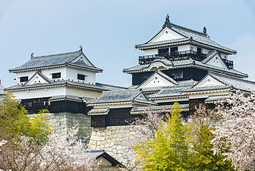 Cherry blossom in the Matsuyama Castle, Shikoku, Japan, Asia