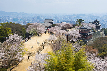 Cherry blossom and the Matsuyama Castle, Shikoku, Japan, Asia