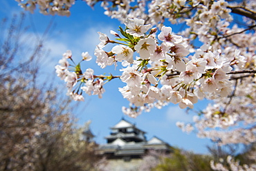 Cherry blossom and the Matsuyama Castle, Shikoku, Japan, Asia