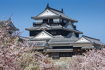 Cherry blossom and the Matsuyama Castle, Shikoku, Japan, Asia