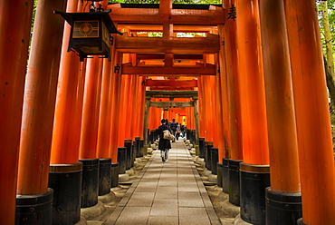 The Endless Red Gates of Kyoto's Fushimi Inari shrine, Kyoto, Japan, Asia