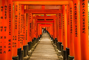 The Endless Red Gates (torii) of Kyoto's Fushimi Inari Shrine, Kyoto, Japan, Asia