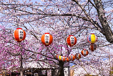 Cherry blossom in the Maruyama-Koen park, Unesco world heritage sight Kyoto, Japan