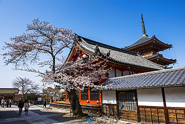 Cherry blossom in the Kiyomizu-dera Buddhist Temple, UNESCO World Heritage Site, Kyoto, Japan, Asia