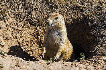 Suricate (Suricata suricatta), Devils Tower National Monument, Wyoming, United States of America, North America