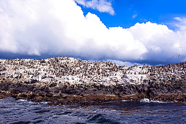 Comorants on an Island in the Beagle Channel, Ushuaia, Tierra del Fuego, Argentina, South America