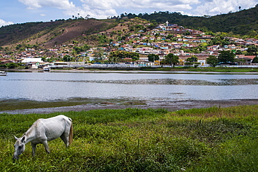 Horse grazing along the Rio Paraguacu in Cachoeira, Bahia, Brazil, South America 