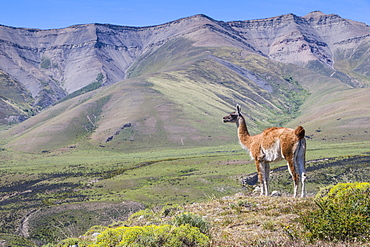 Guanaco (Lama Guanicoe), Torres del Paine National Park, Patagonia, Chile, South America