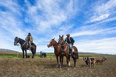 Horse riders with their dogs riding through the savannah near the Torres del Paine National Park, Patagonia, Chile, South America