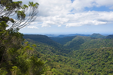 View over the Springbrook National Park, New South Wales, Australia, Pacific