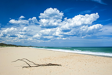 Tree branch on a sandy beach in Cape Conran Coastal Park, Victoria, Australia, Pacific 