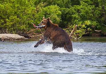 Kamchatka brown bear (Ursus arctos beringianus) hunting for salmon, Kurile Lake, Kamchatka, Russia, Eurasia 
