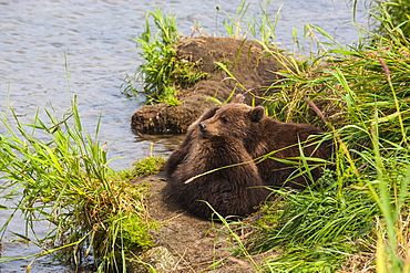 Kamchatka brown bear (Ursus arctos beringianus) cubs, Kurile Lake, Kamchatka, Russia, Eurasia 