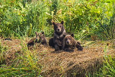 Kamchatka brown bear (Ursus arctos beringianus) cubs, Kurile lake, Kamchatka, Russia, Eurasia 