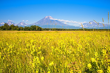 Wild flower field and the Avachinskaya Sopka volcano near Petropavlovsk-Kamchatsky, Kamchatka, Russia, Eurasia 