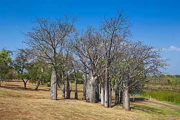 Baobab trees in Kununurra, Kimberleys, Western Australia, Australia, Pacific 