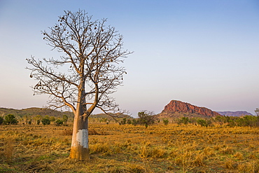 Lonely Baobab tree in the Kimberleys, Western Australia, Australia, Pacific 