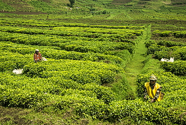 Workers picking tea on a Tea plantation in the Virunga mountains, Rwanda, Africa