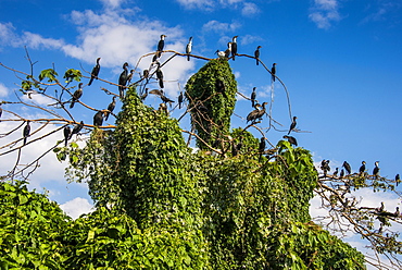 White-breasted Cormorants (Phalacrocorax lucidus) sitting on a tree on a little island at the source of the Nile, Jinja, Uganda, East Africa, Africa