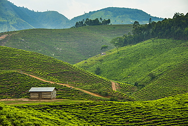 Tea plantation in the mountains of southern Uganda, East Africa, Africa