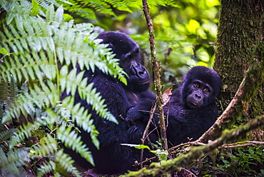 Mountain gorilla (Gorilla beringei beringei) in the Bwindi Impenetrable National Park, Uganda, East Africa, Africa