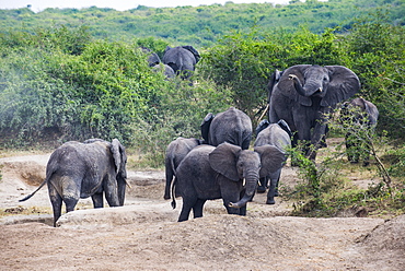 African elephants (Loxodonta africana), Queen Elizabeth National Park, Uganda, East Africa, Africa