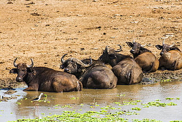 African buffalos (Cape buffalo) (Syncerus caffer), Queen Elizabeth National Park, Uganda, East Africa, Africa