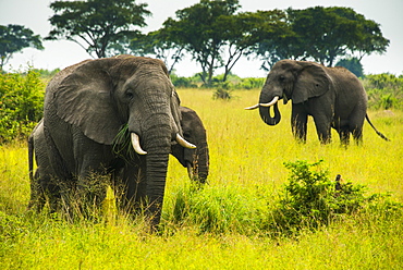 African elephants (Loxodonta africana), Queen Elizabeth National Park, Uganda, East Africa, Africa