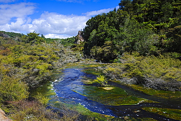 Geothermal river in the Waimangu Volcanic Valley, North Island, New Zealand, Pacific