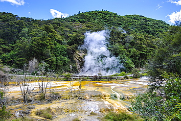 Smoking geothermal acitve field in the Waimangu Volcanic Valley, North Island, New Zealand, Pacific