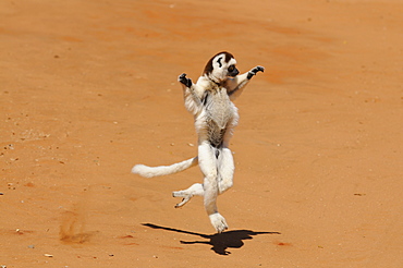 Dancing sifaka (Propithecus verreauxis), Private Parc de Berenty, Southern Madagascar, Africa