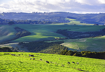 Beautiful scenery in the hinterland of Northland, North Island, New Zealand, Pacific