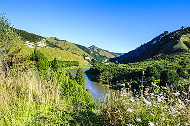 View over the Whanganui River in the lush green countryside, Whanganui River road, North Island, New Zealand, Pacific