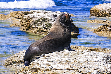 Fur seal (Callorhinus ursinus), Kaikoura Peninsula, South Island, New Zealand, Pacific