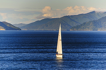 Sailing boat in the fjords around Picton, Marlborough Region, South Island, New Zealand, Pacific