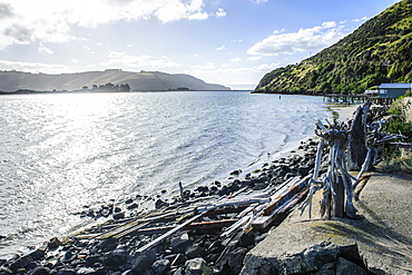 Driftwood on the coastline of the Otago Peninsula, South Island, New Zealand, Pacific