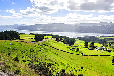 Lush green fields with sheep grazing, Otago Peninsula, South Island, New Zealand, Pacific