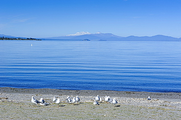 The blue waters of Lake Taupo with the Tongariro National Park in the background, North Island, New Zealand, Pacific