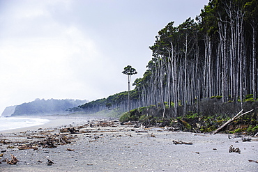 Moody atmoshpere on beach at the West Coast around Haast, South Island, New Zealand, Pacific 