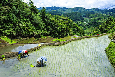 People harvesting in the rice terraces of Banaue, UNESCO World Heritage Site, Northern Luzon, Philippines, Southeast Asia, Asia