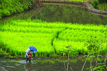 Woman working on the rice terraces of Banaue, UNESCO World Heritage Site, Northern Luzon, Philippines, Southeast Asia, Asia