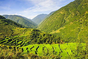 Along the rice terraces from Bontoc to Banaue, Luzon, Philippines, Southeast Asia, Asia